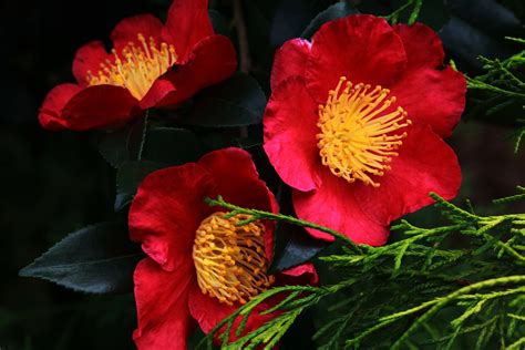 sasanqua camellia varieties